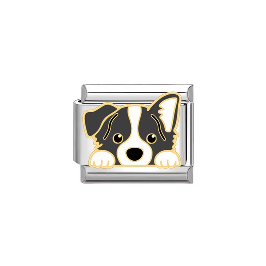 CHARM BORDER COLLIE