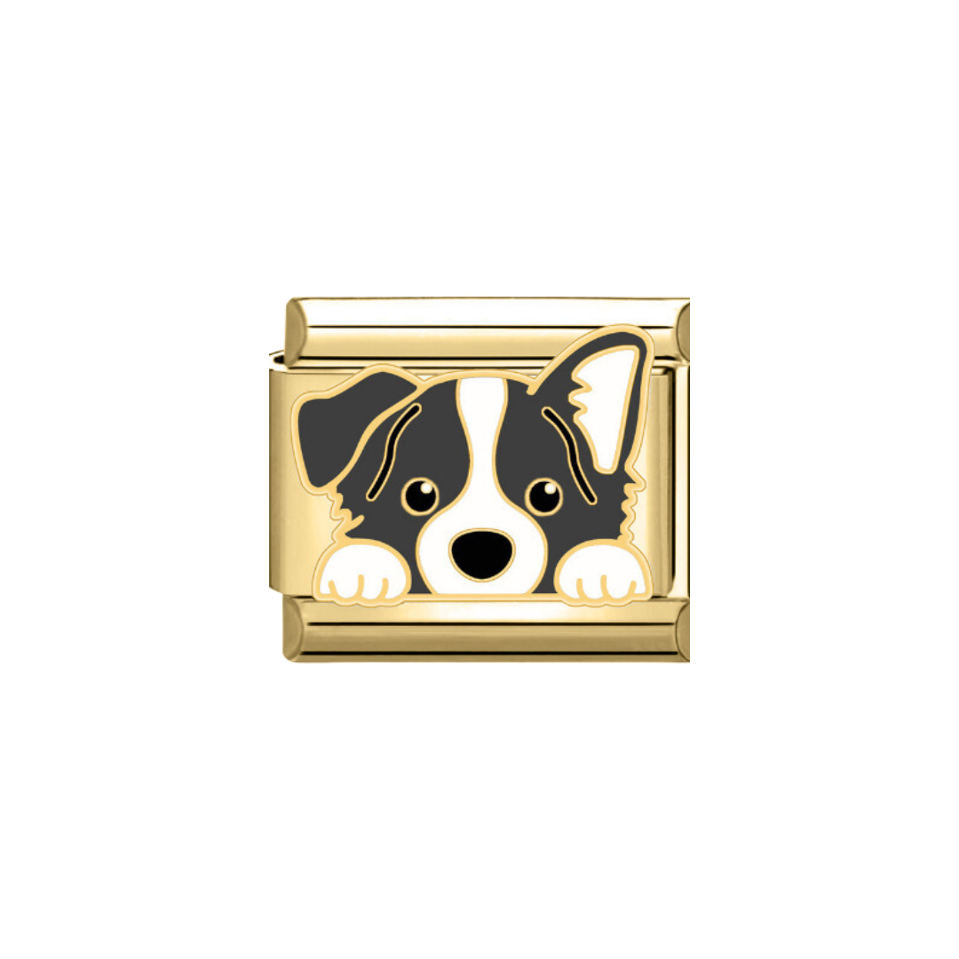 CHARM BORDER COLLIE